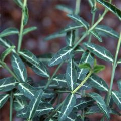 Euonymus fortunei Wolong Ghost