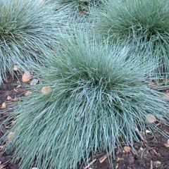 Festuca-azul Elijah Blue - Festuca glauca