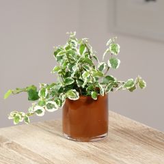 Ficus pumila Bellus - Figueira-trepadeira