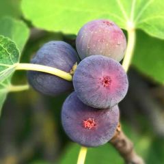 Figueira-anã Figality - Ficus carica
