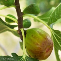 Figueira Gota de Ouro - Ficus carica