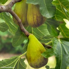 Figueira Precoce da Dalmácia - Ficus carica