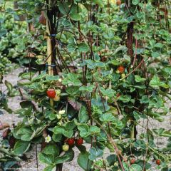Morangueiro Mount Everest plantas jovens