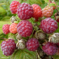 Framboeseiro remontante Blissy / Autumn Bliss - Rubus idaeus
