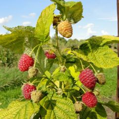 Framboeseiro Groovy - Rubus idaeus