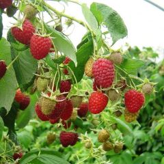 Framboeseiro Marastar remontante - Rubus idaeus