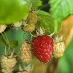 Framboeseiro Zefa Herbsternte remontante - Rubus idaeus