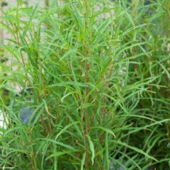 Rhamnus frangula Fine Line