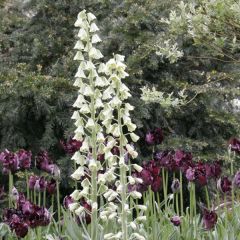Fritillaria persica Ivory Bells - Fritilária-persa