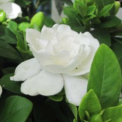 Gardénia jasminoides Crown Jewel