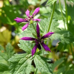 Gerânio Catherine Deneuve - Geranium psilostemon