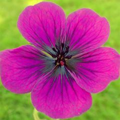Gerânio Dragon Heart - Geranium