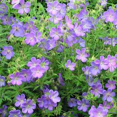 Gerânio Johnson's blue - Geranium