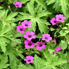 Gerânio Patricia - Geranium