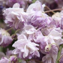 Wisteria floribunda Violacea Plena - Glicínia-japonesa