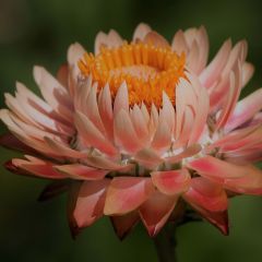 Helichrysum bracteatum monstruosum Double Saumon em sementes