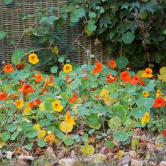 Capuchinha Tom Thumb Mix em sementes