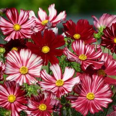 Cosmea Velouette em sementes