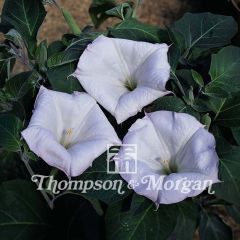 Trombeteira Evening Fragrance em sementes