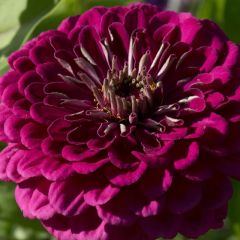 Zínia elegans Purple Prince em sementes