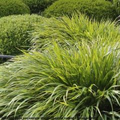 Hakonechloa macra