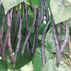 Feijão-verde anão Purple Queen - Ferme de Sainte Marthe Bio
