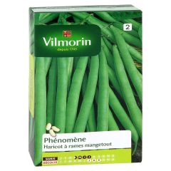 Feijão-verde trepar Phénomène Vilmorin