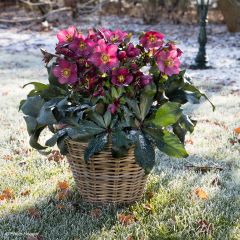 Helleborus glandorfensis Ice N' Roses Vermelho