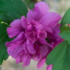 Hibisco-da-síria Freedom - Hibiscus syriacus