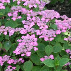 Hortênsia serrata Avelroz