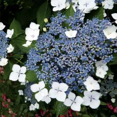 Hortênsia serrata Blue Bird