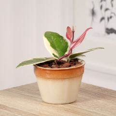 Hoya carnosa Flamingo Dream - Flor-de-cera