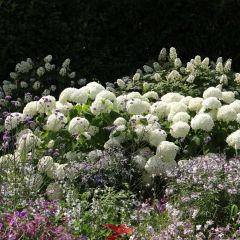 Hortênsia arborescens Annabelle