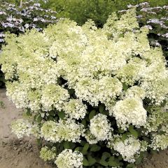 Hortênsia paniculata Anã Bobo