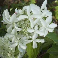 Hortênsia paniculata Great Star Le Vasterival