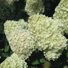 Hortênsia paniculata Limelight