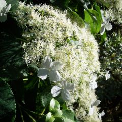 Hortênsia trepadeira anomala ssp. petiolaris