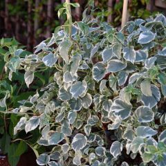 Hortênsia trepadeira anomala petiolaris Silver Lining