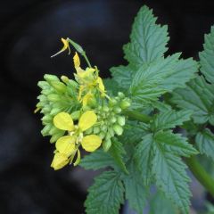 Mostarda Branca - Adubo Verde - Caixa de 10 m²