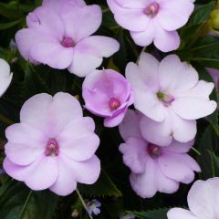 Alegria-da-casa Sunpatiens Compact Orchid Blush - Impatiens
