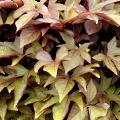 Ipomoea batatas Sweet Caroline Bronze