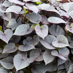 Ipomoea batatas Sweet Heart Jet Black