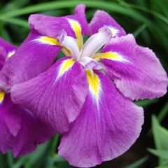 Iris ensata Sensation