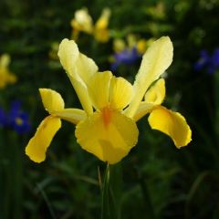 Iris hollandica Royal Yellow