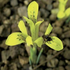 Iris reticulata danfordiae