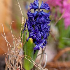 Jacinto Blue Pearl