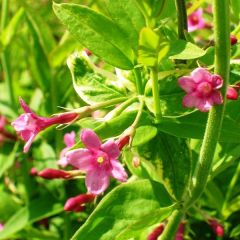 Jasminum beesianum
