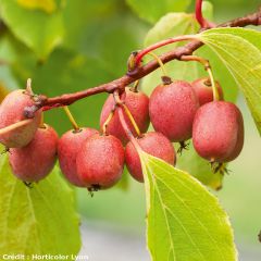 Kiwi Ken's Red fêmea - Actinidia arguta