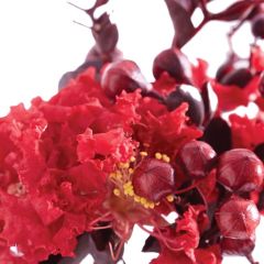 Árvore-de-júpiter Black Solitaire Crimson Red - Lagerstroemia indica