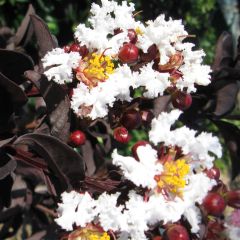 Árvore-de-júpiter Black Solitaire Pure White - Lagerstroemia indica